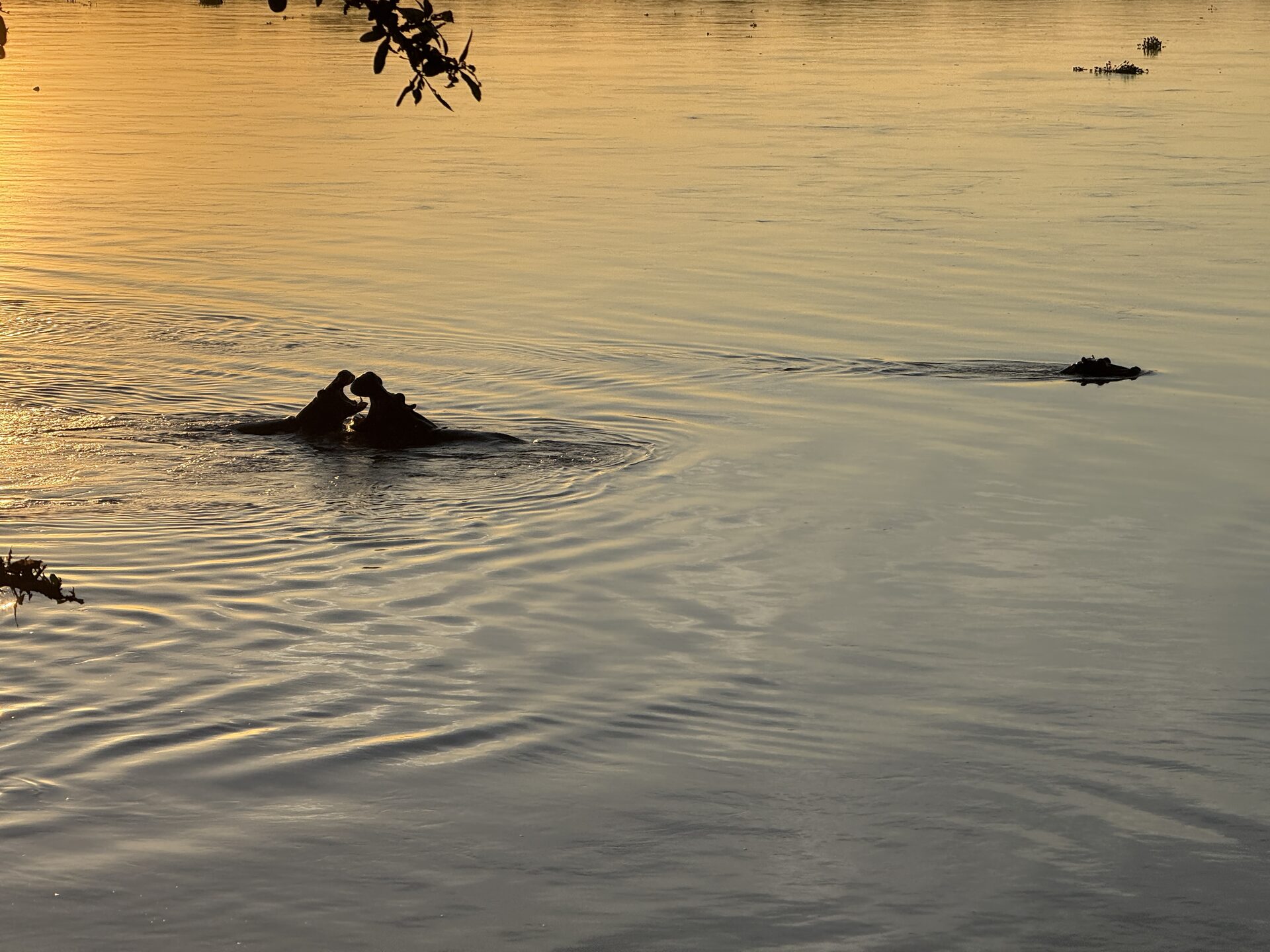 The Sunrise of Hippos
