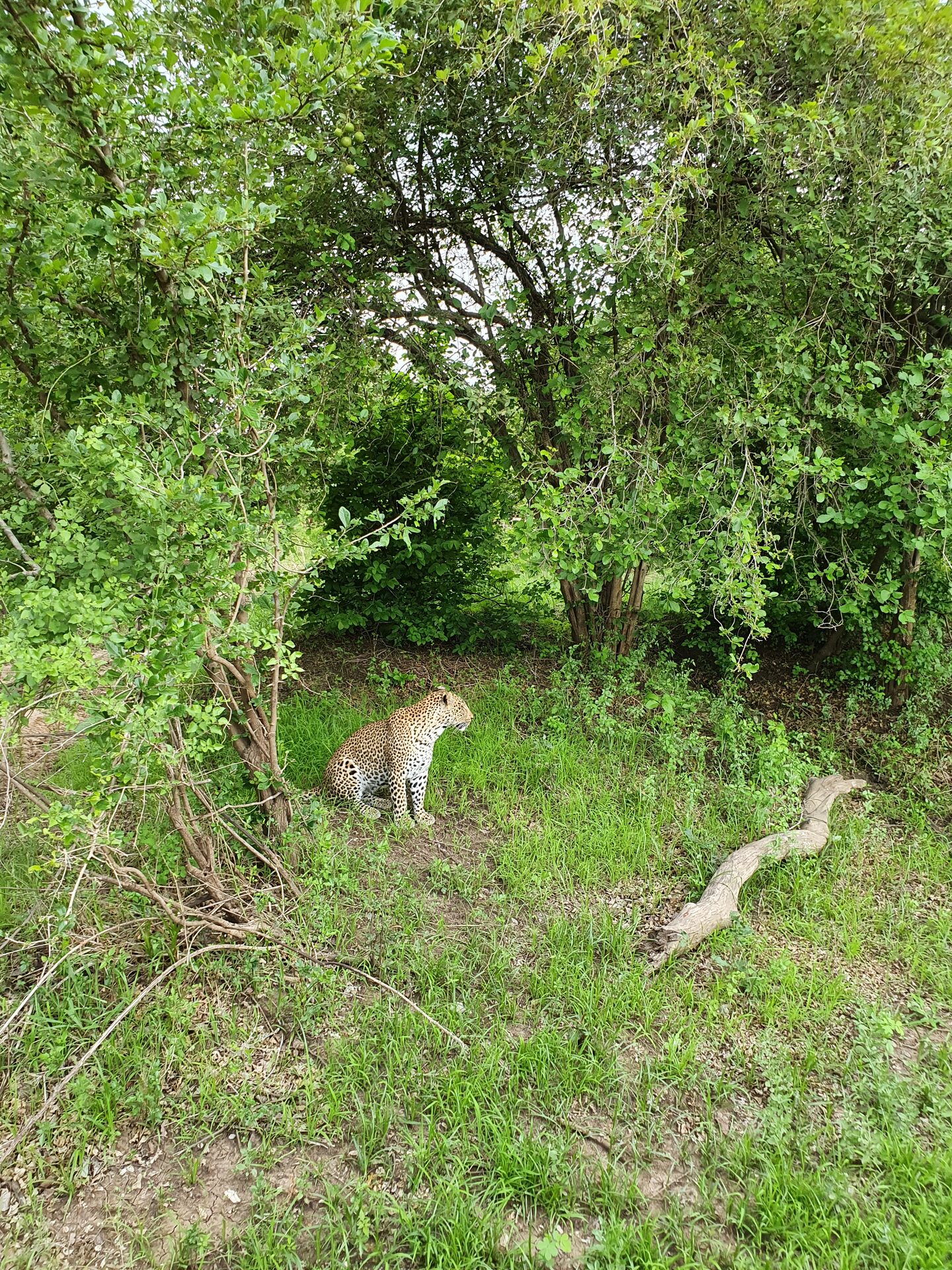Leopards of park