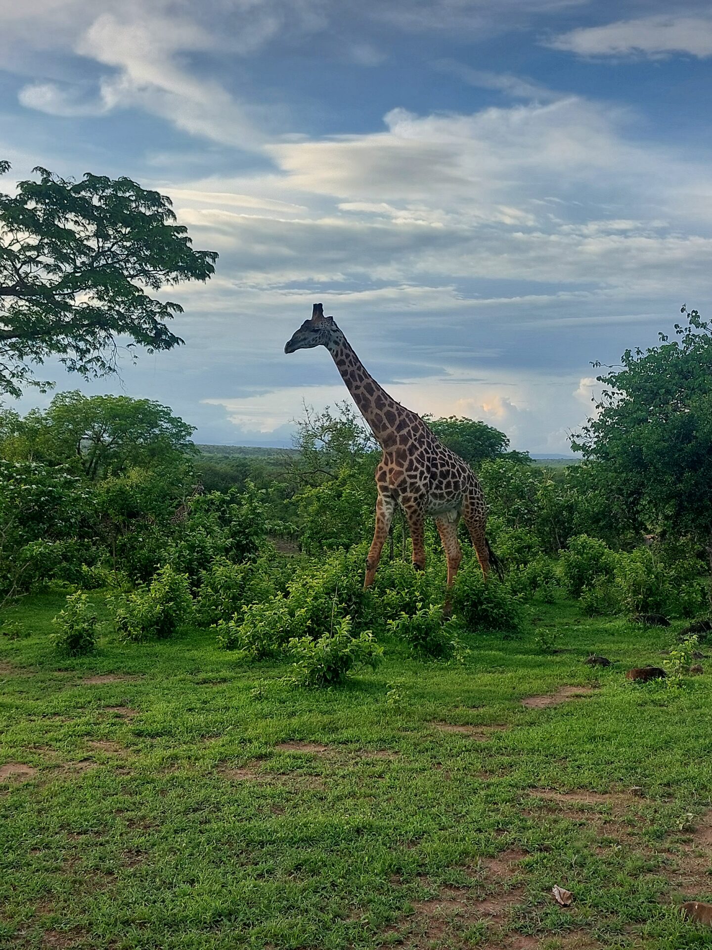 Morning Mist, South Luangwa
