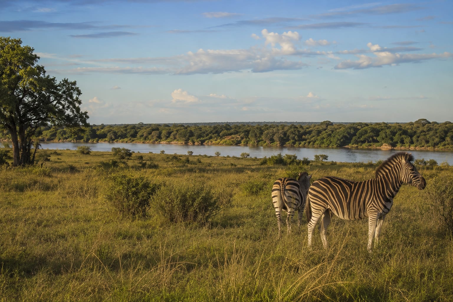 Zebras by the Zambazi