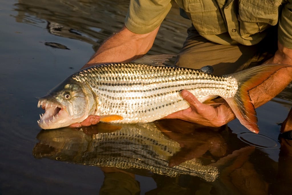 Wildlife at the river's edge