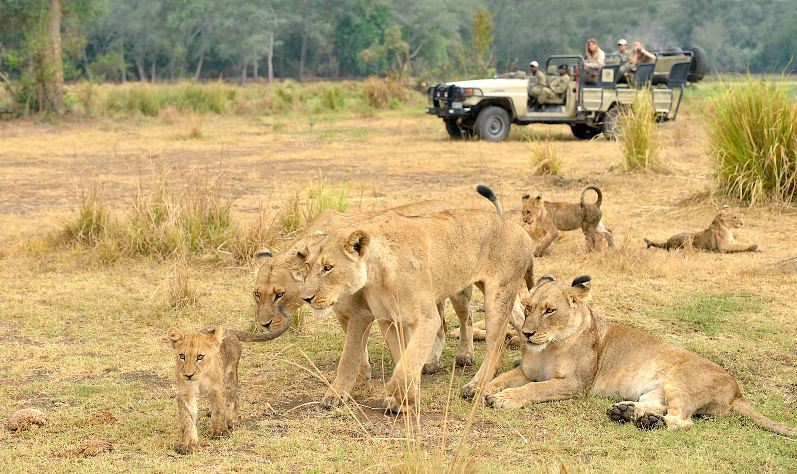 lions by chiawa safaris