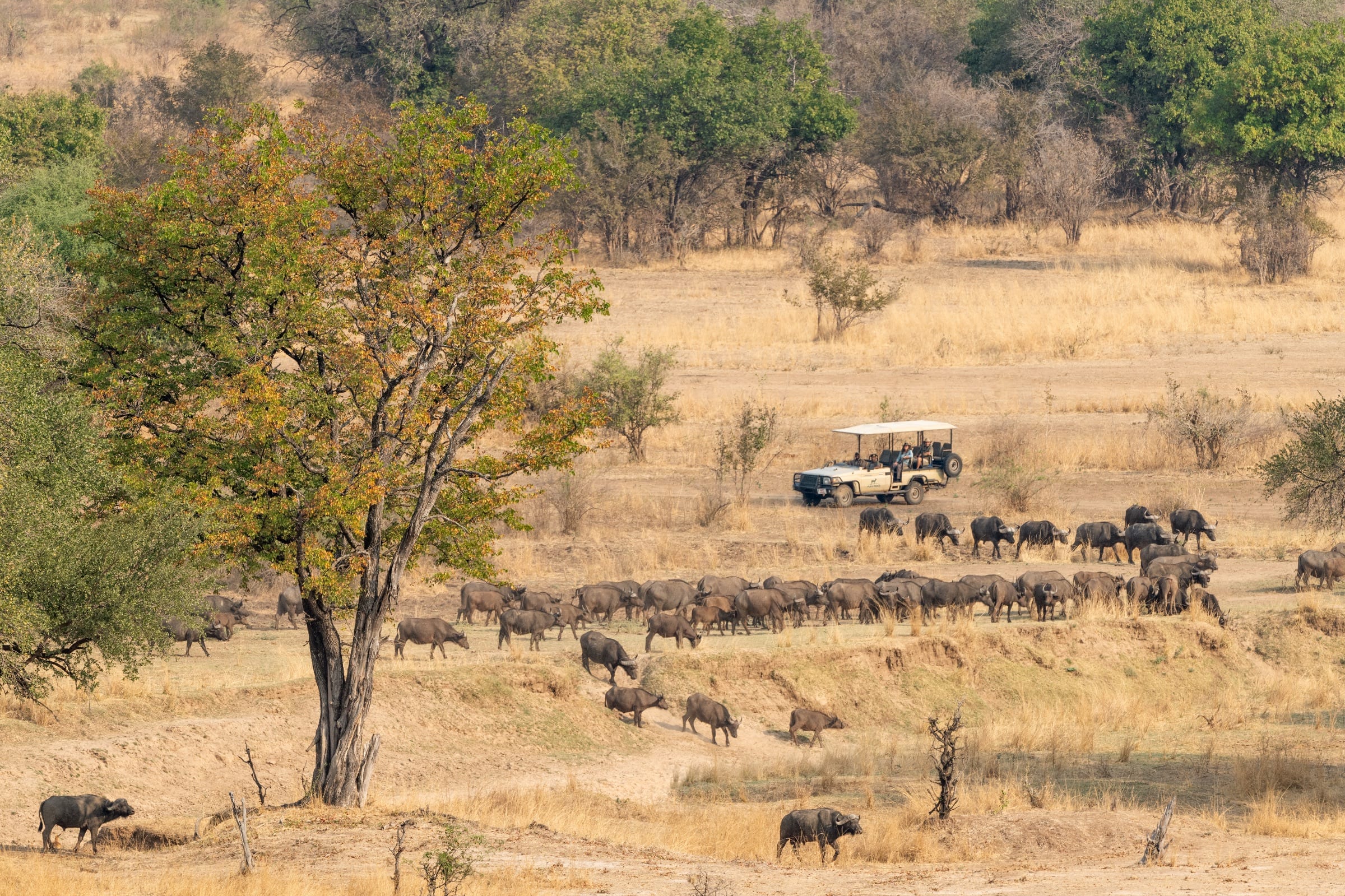 Buffalo Herd Encounters by puku ridge vehicle