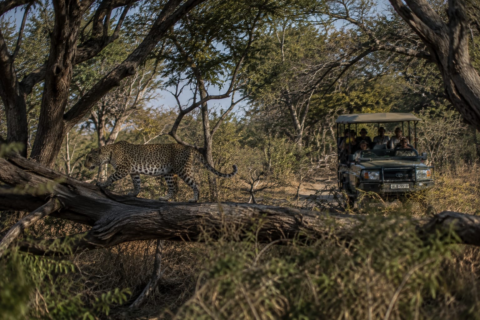 Leopard Tracking by Puku Ridge