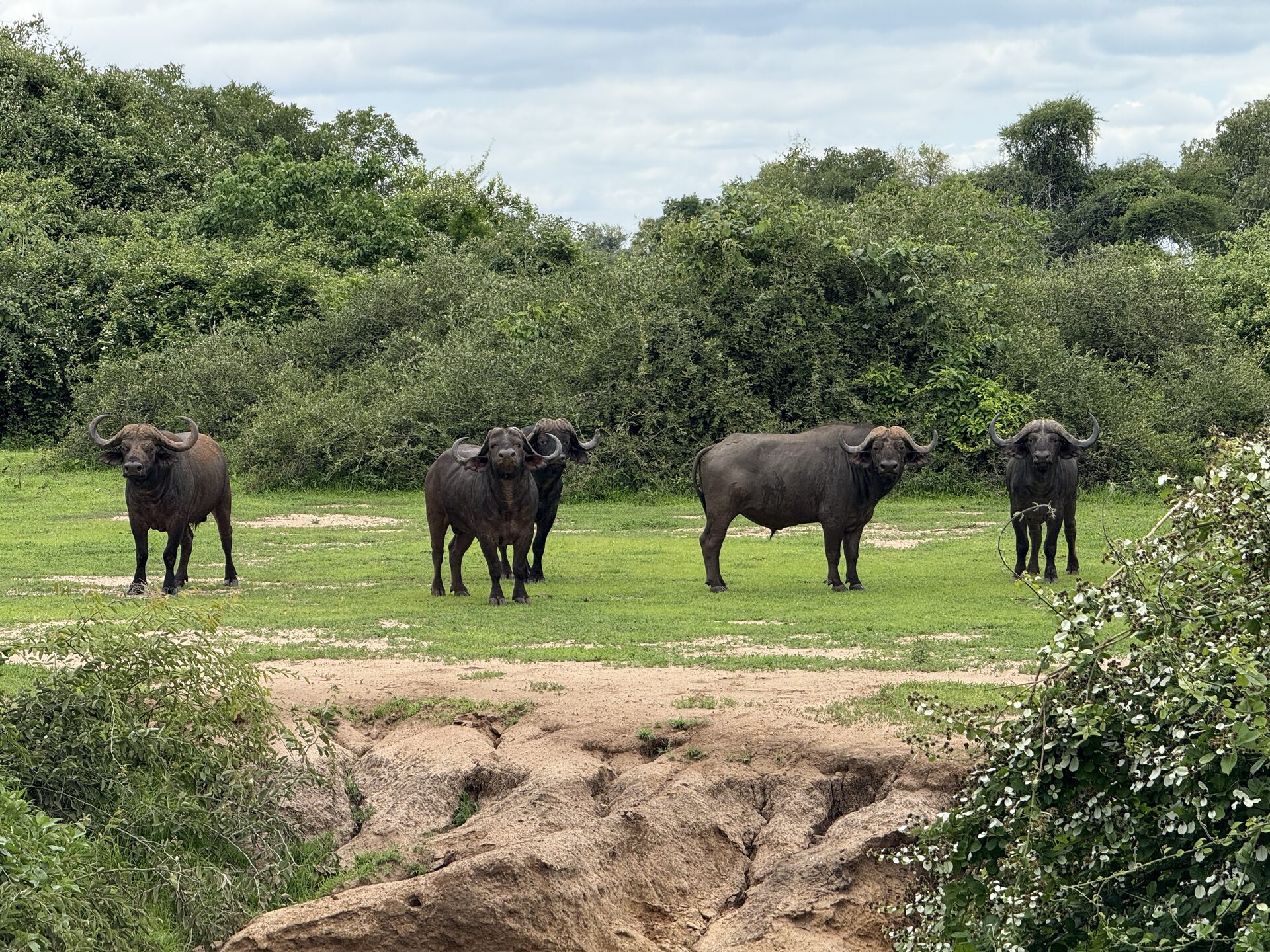 Cape buffalo in the African wilderness