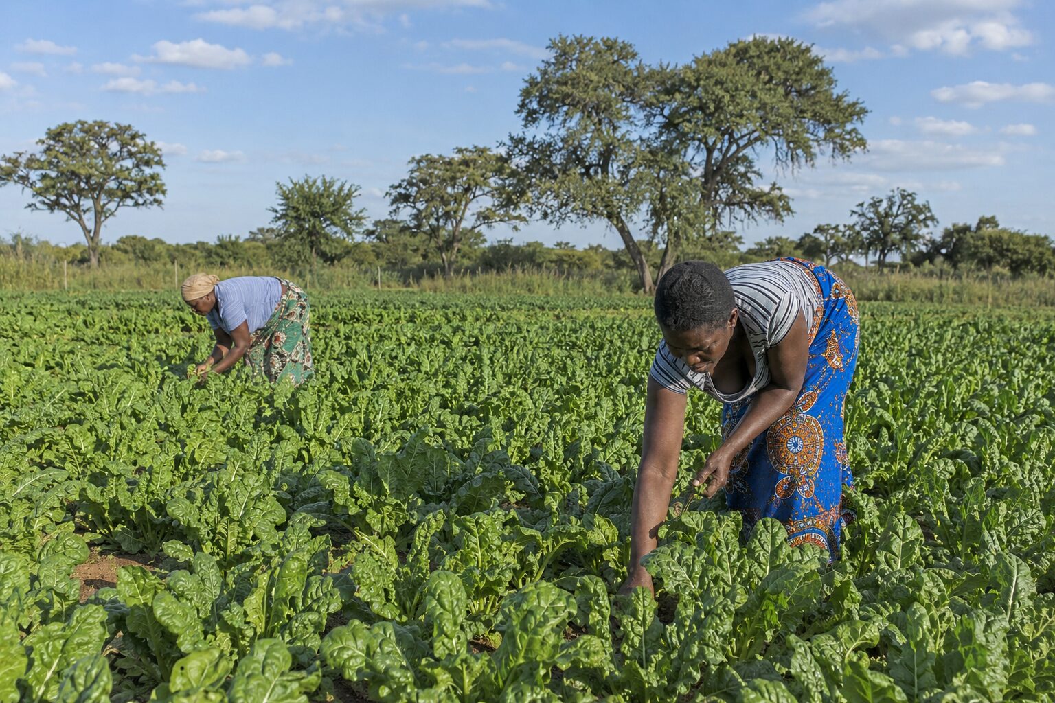 Sustainable Agriculture